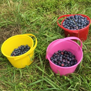 9 lbs of berries